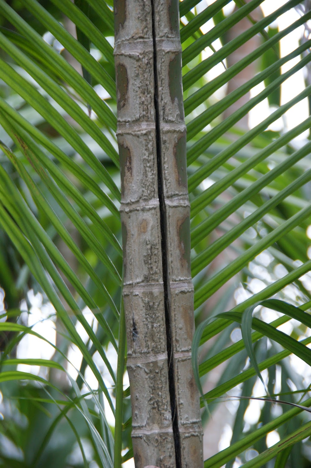 AboveCapricorn Thielaviopsis Trunk Rot in Palms More Common in 2015