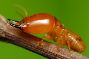 Daur Hidup Laron Dan Rayap Serta Fakta Uniknya Center B