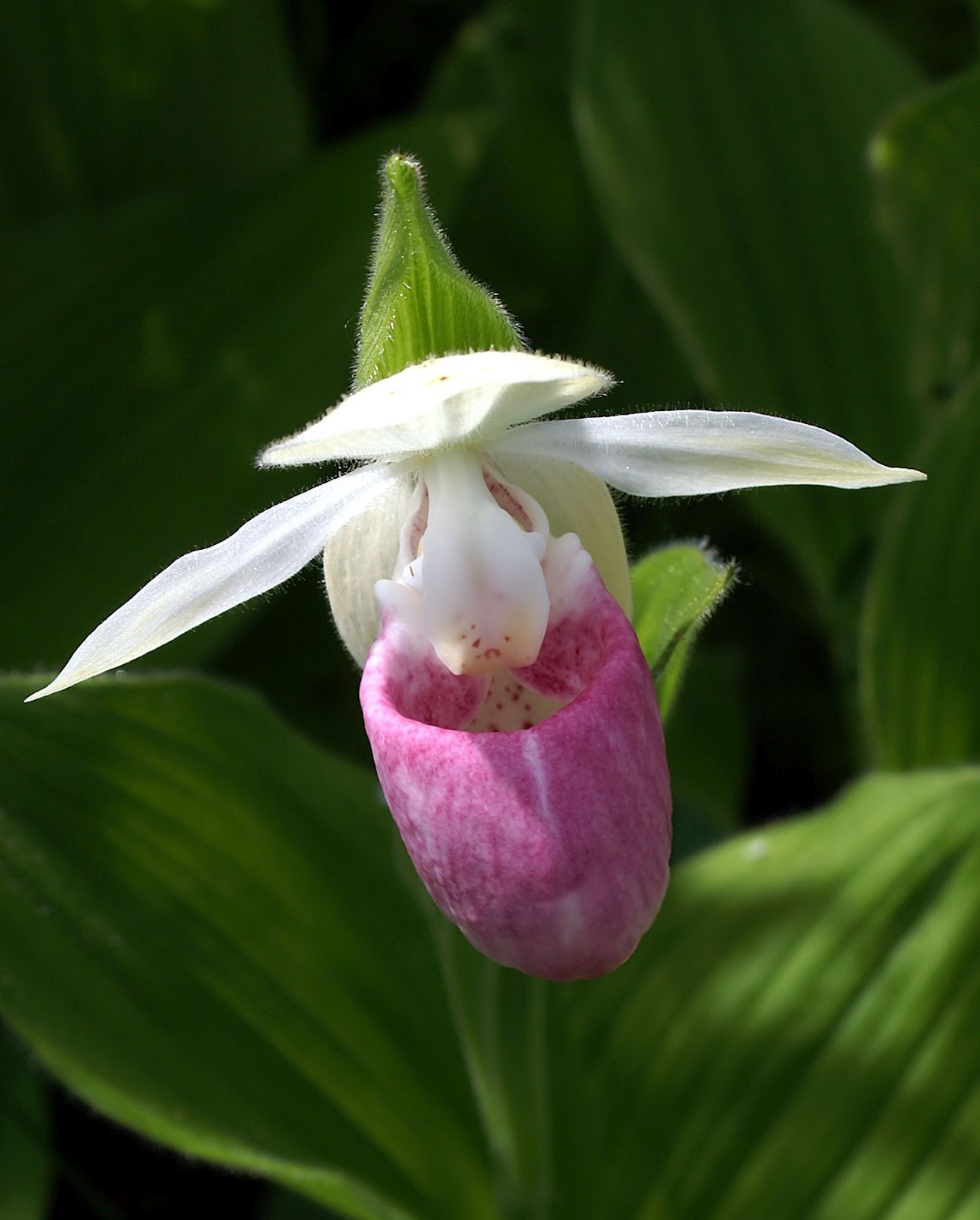 pink slipper flower flower photos april 2012 pink slipper flower flower photos april 2012