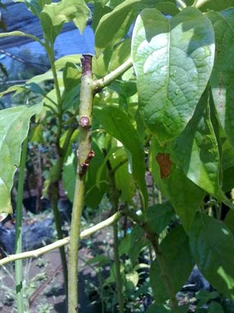 bibit alpukat jual bibit tanaman buah hias hutan bibit alpukat jual bibit tanaman buah hias hutan