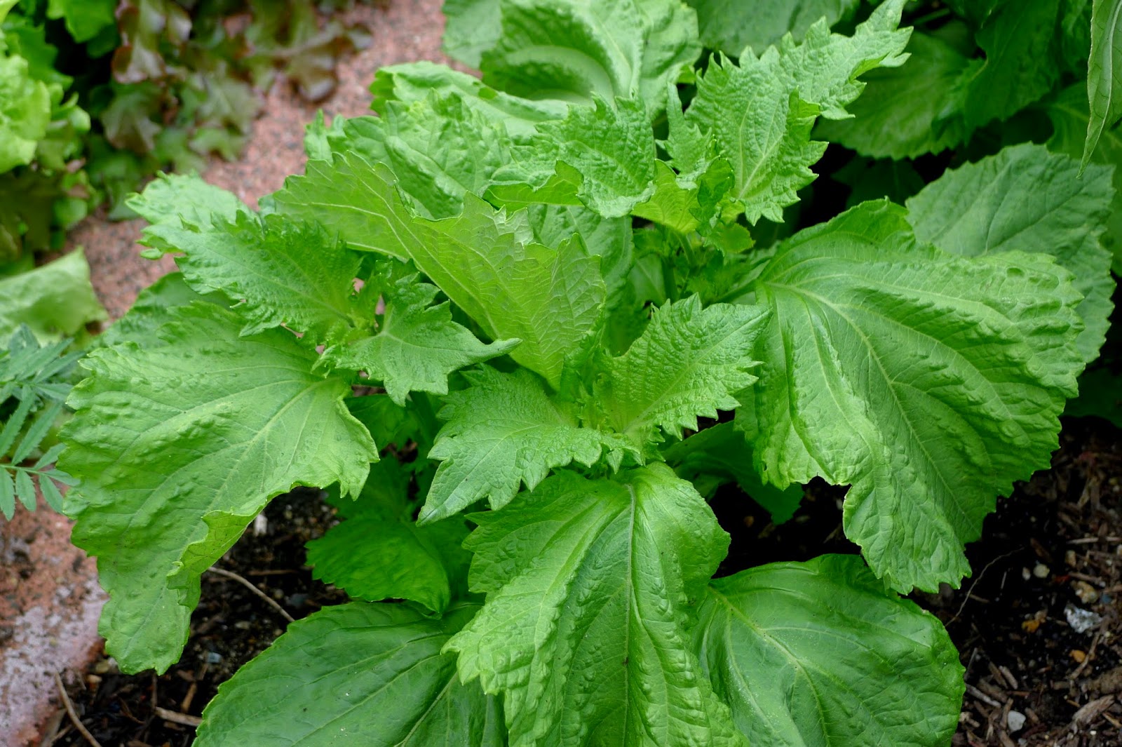 Less Noise,More Green Edible Landscape Project: Shiso, perilla frutescens, annual, herb
