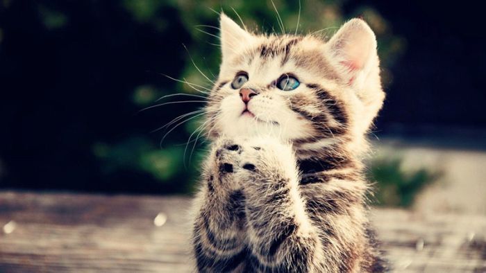 gato-rezando