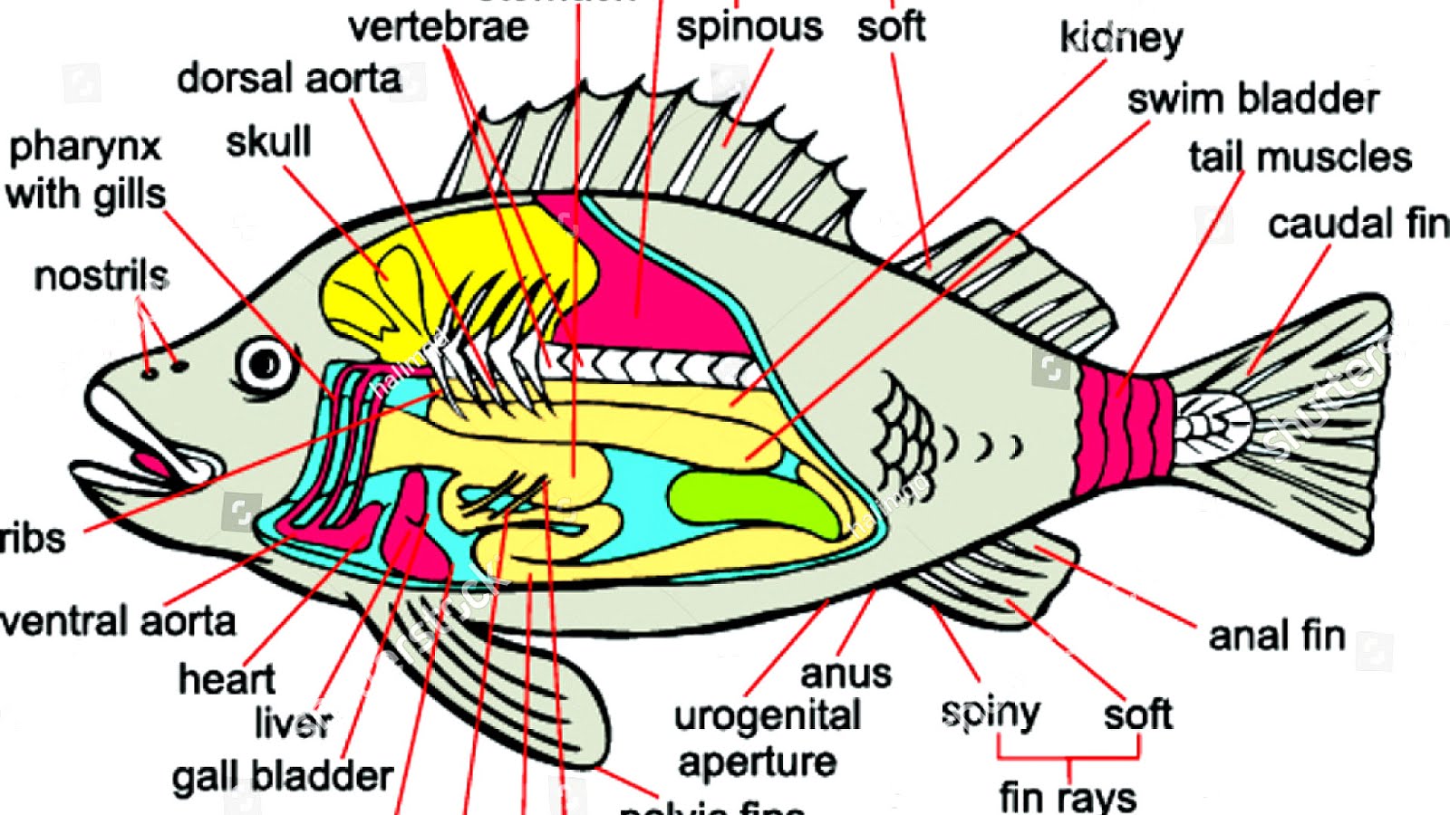 Anatomy Of A Fish - Fish Choices