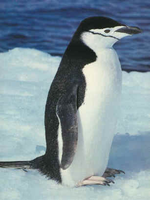Penguin Male
