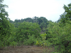 "SARED FOREST" in Shiroli.