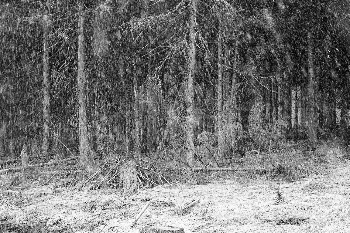 Fotografie z cyklu: Ona bouřka On strom