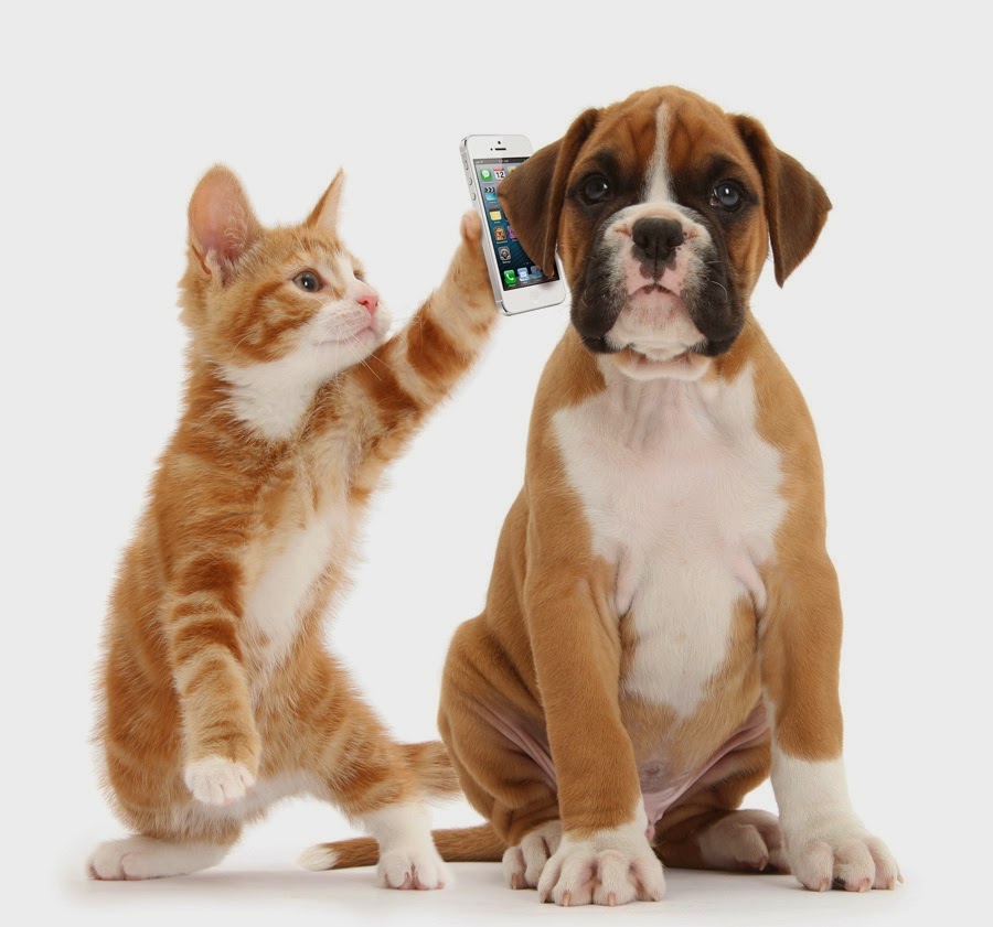 animal communication