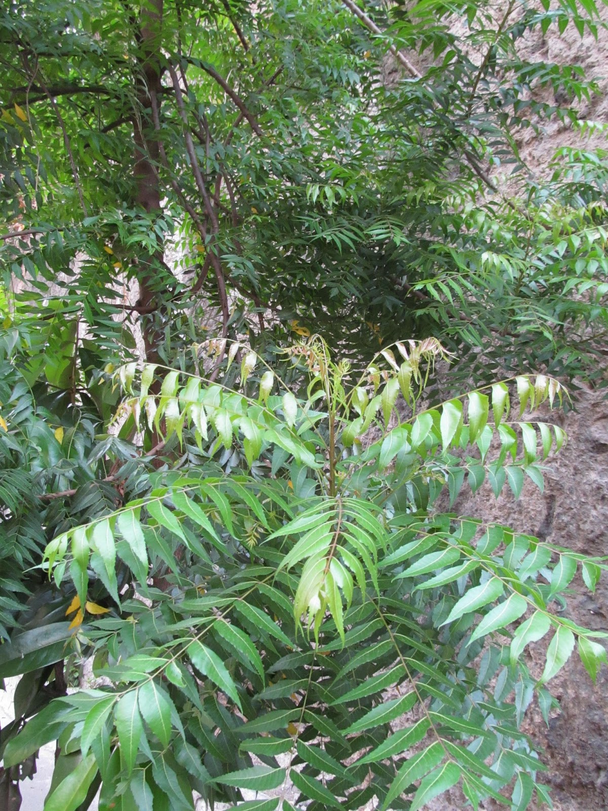 Herbal Medicines Cures Neem A Nature's Pharmacopeia