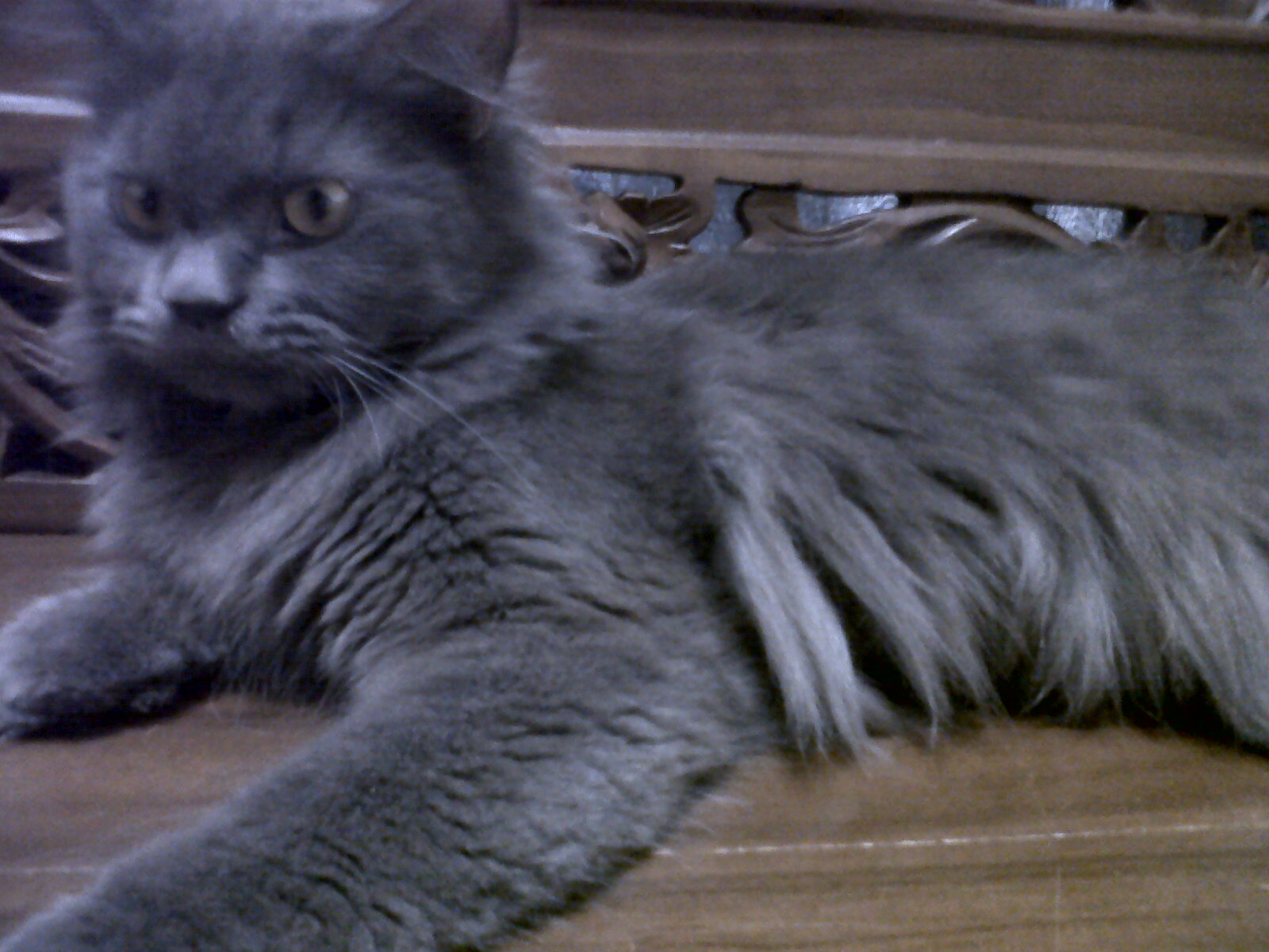 Mau tau segalanya tentang Kucing