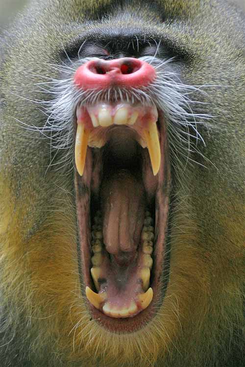 giant baboon
