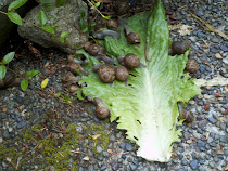 Snails love lettuce