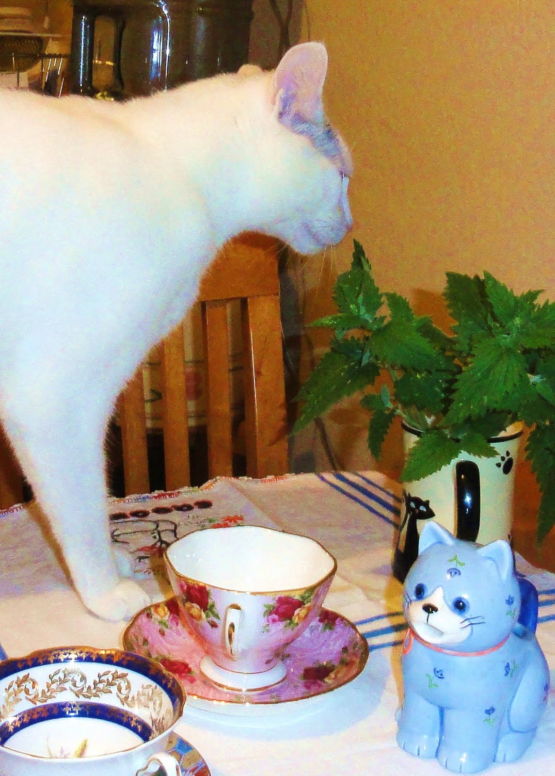 DOWAGER QUEEN Kitty Cat Tea Party