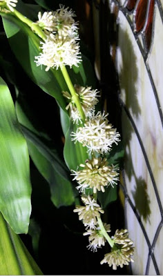 Dracaena Blossoms