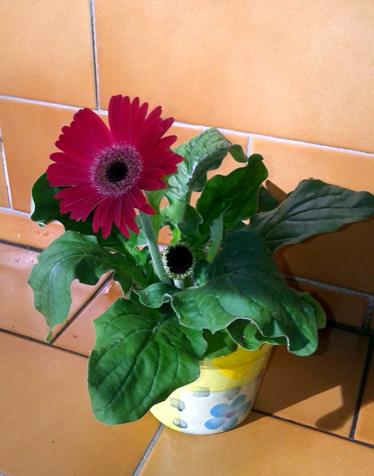 gerbera