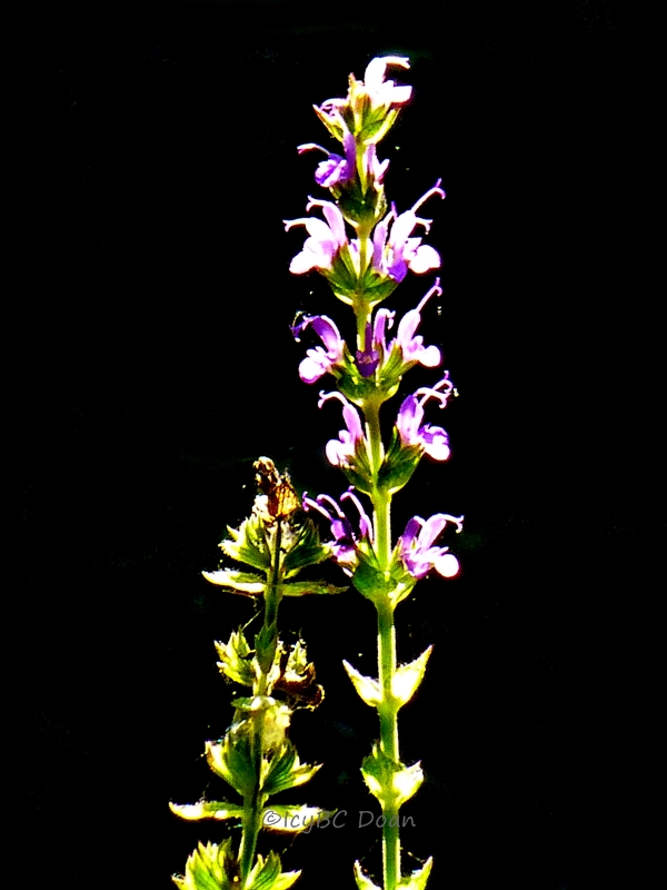 Purple Flower Stalk Beyond Wandering