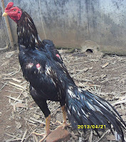 Ayam Aduan Bangkok Saigon Birma Terjual Kitip Ayam Aduan Bangkok Saigon Birma Terjual Kitip