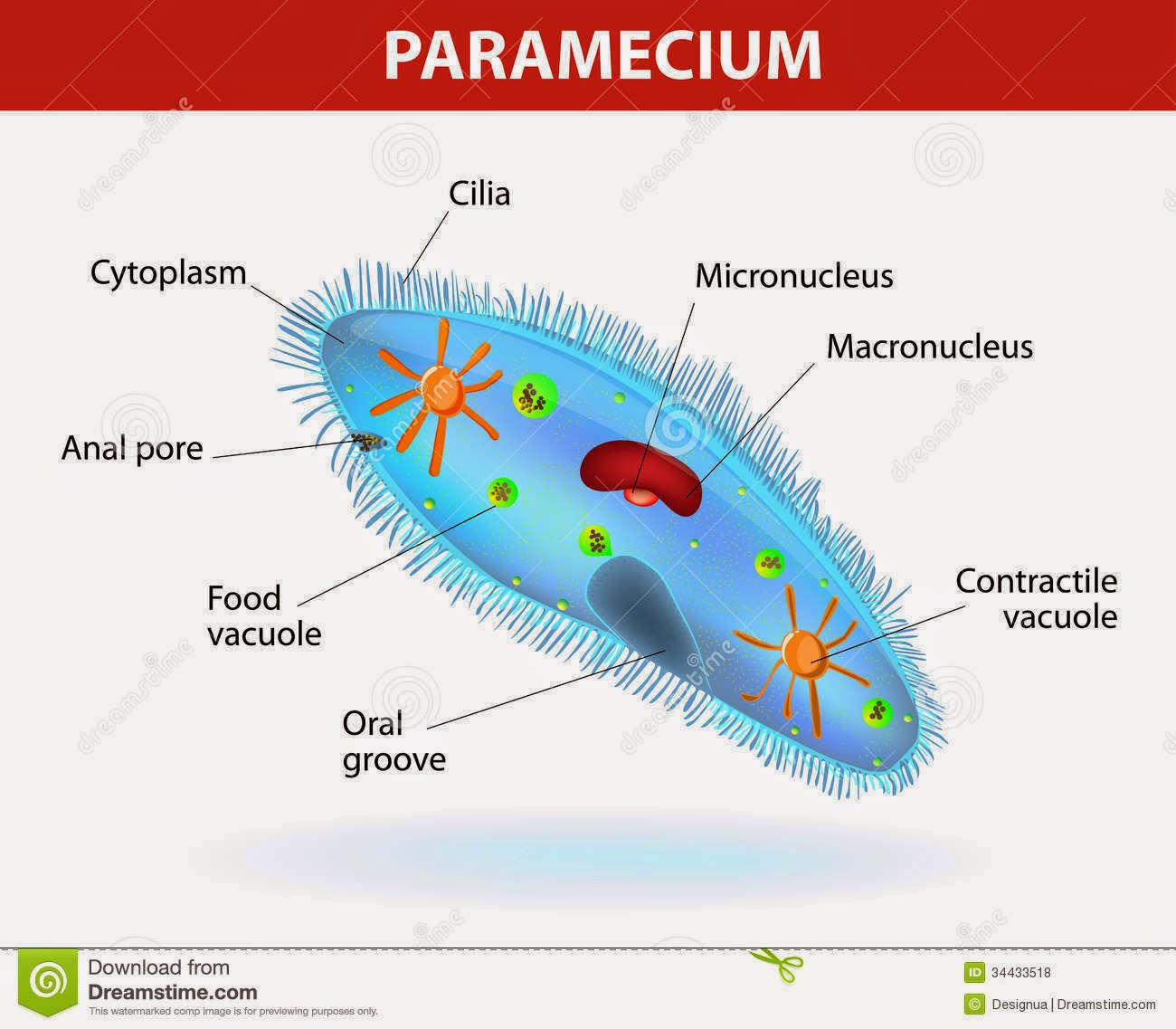 Santi Mariani Biologi Laporan Praktikum Zoologi Invertebrata Protozoa