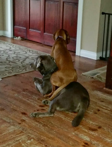 Giddy up!