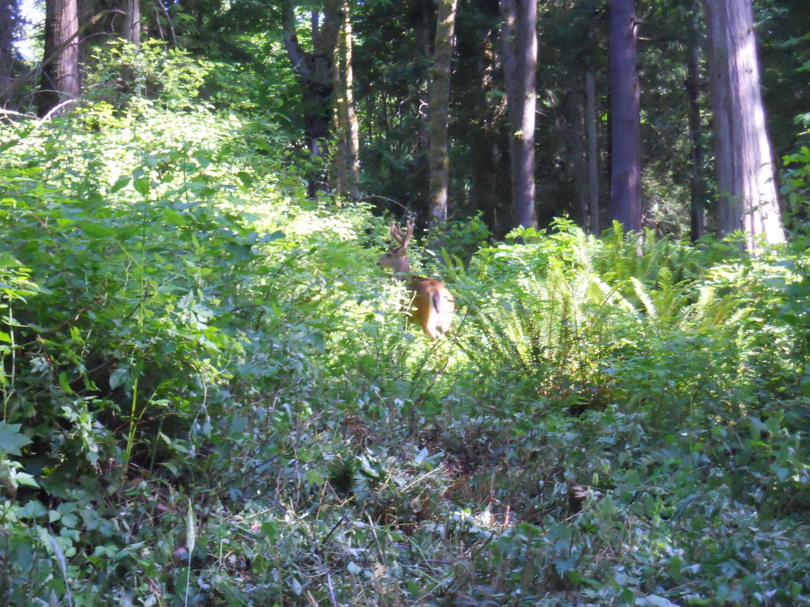 Pursuit of the Rain Deer The Best Food Plot for Blacktail Deer