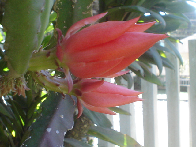 cactusorquidea epiphyllum vermelha em botão