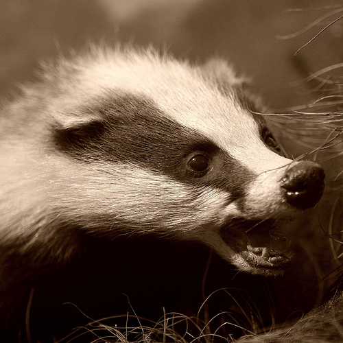 Badger Angry