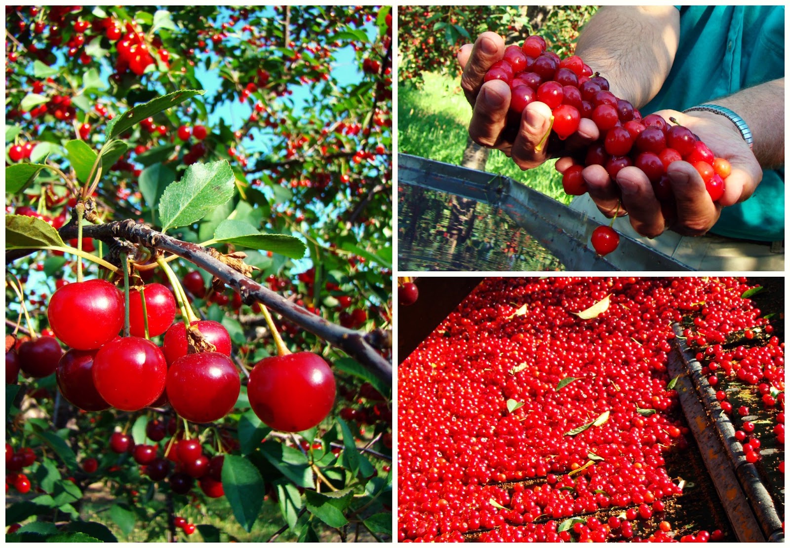 Michigan tart cherry chutney & goat cheese crostini