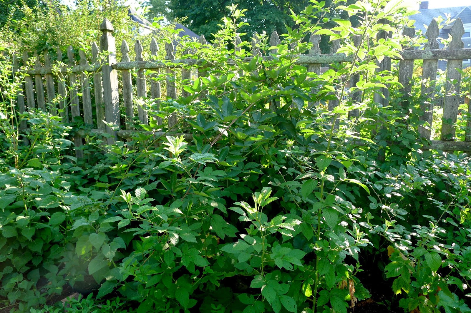 Blackberry vines