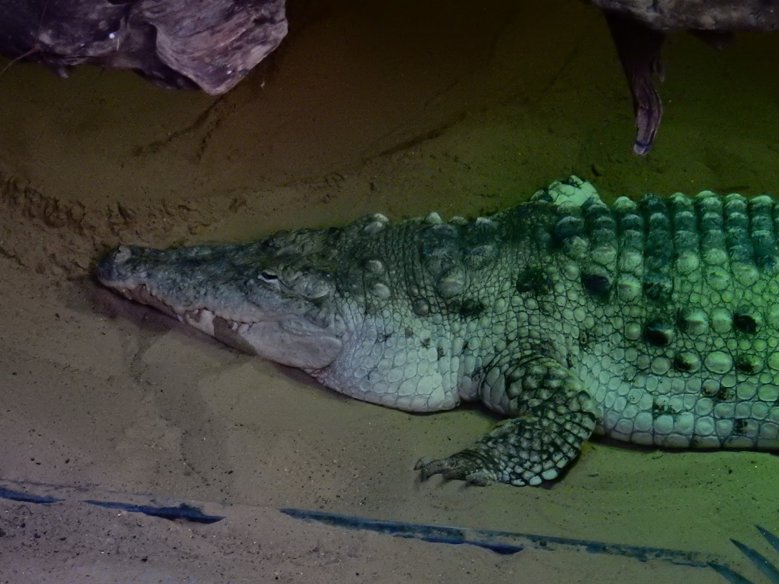 Raptormaniacs Dallas World Aquarium