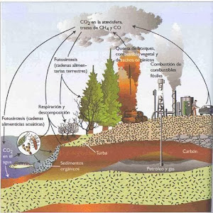 ciclo de carbono y fotosintesis