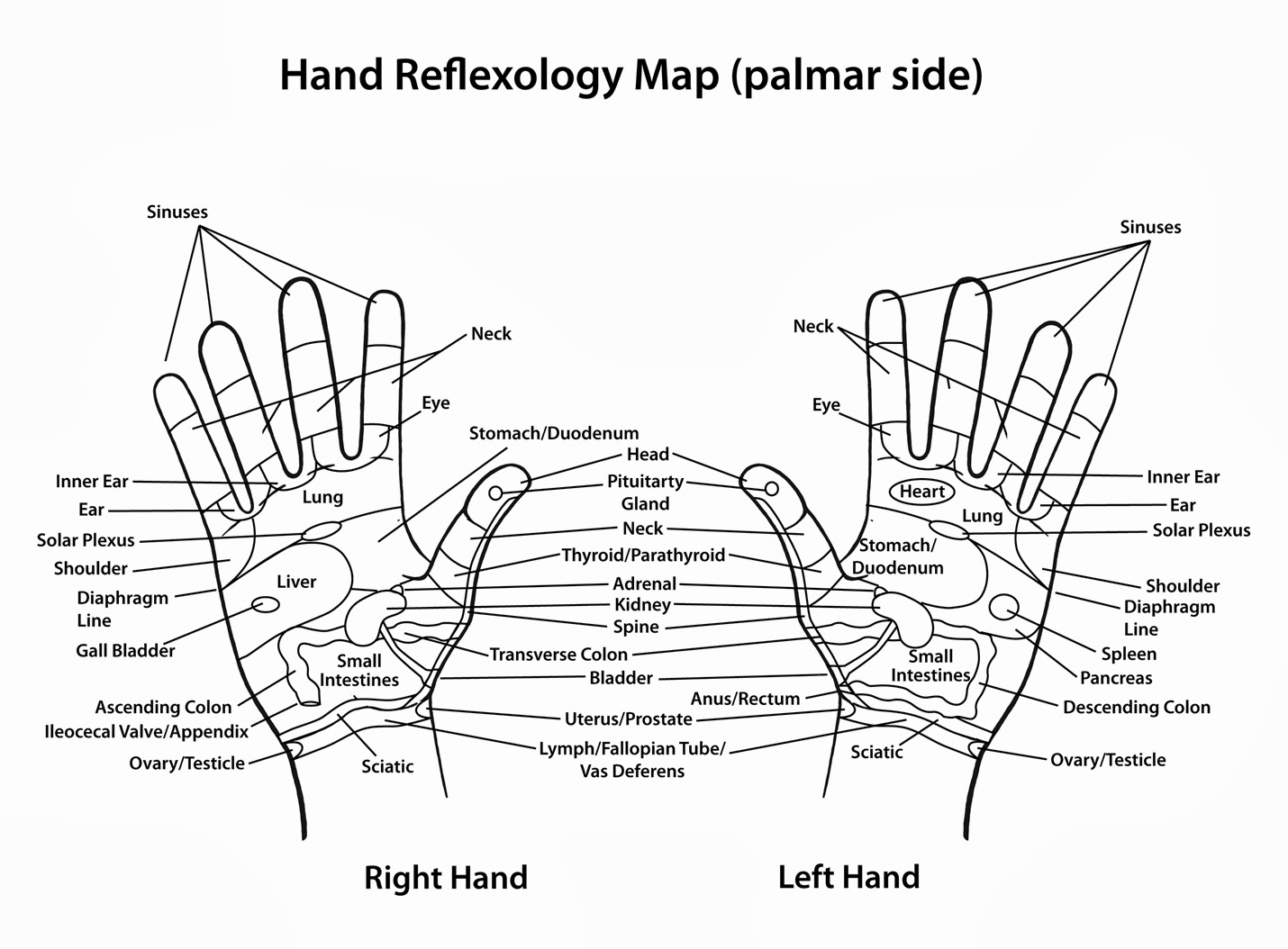 Tom Kbrink's Art and Holistic Living Hand Reflexology Charts