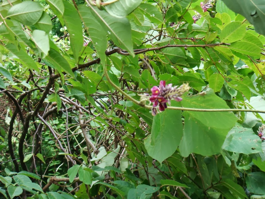 自然とあそぶ break time 葛の花を食す