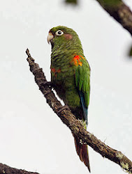 SANTA MARTA PARAKEET