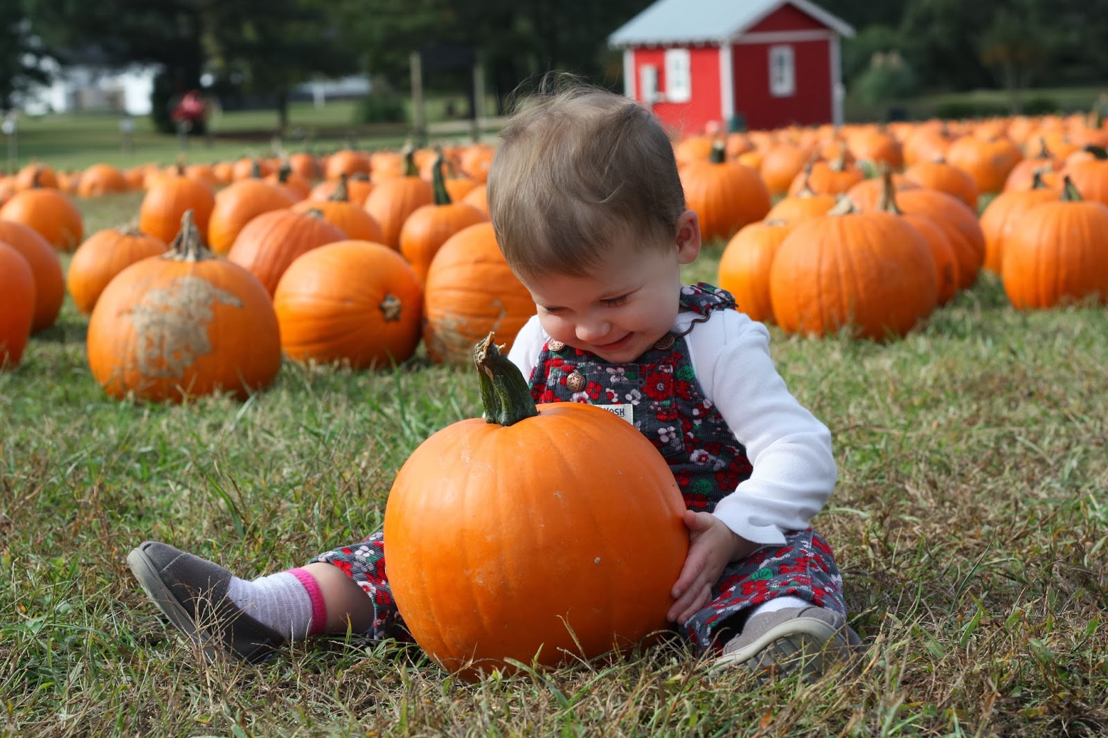 Pumpkin Patch Fort Bragg