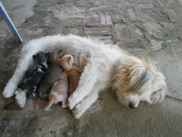 35 pictures of cats and dogs get along, cats and dogs pictures, cats and dogs are friends