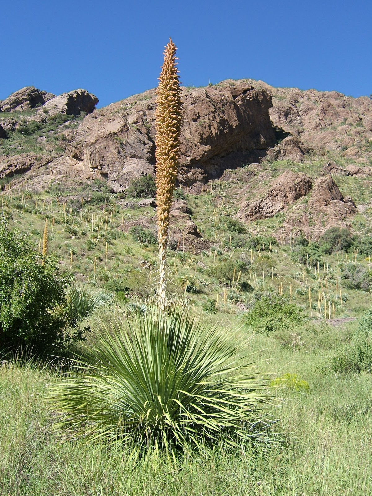 Sotol, The Desert Spoon