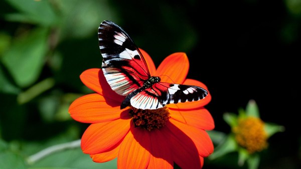 Fantastic Butterfly HD Wallpapers Cool Desktop Photos Full