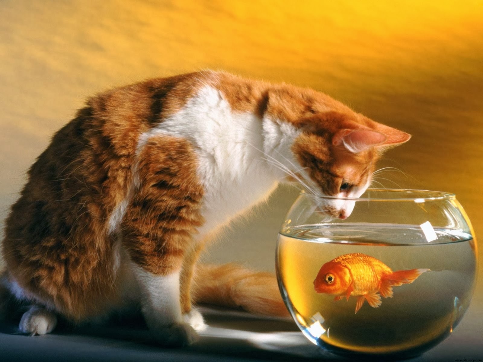 Kittens+look+at+the+golden+fish+wallpape
