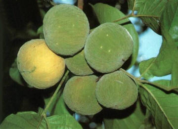 buah%2Bkecapi.jpg