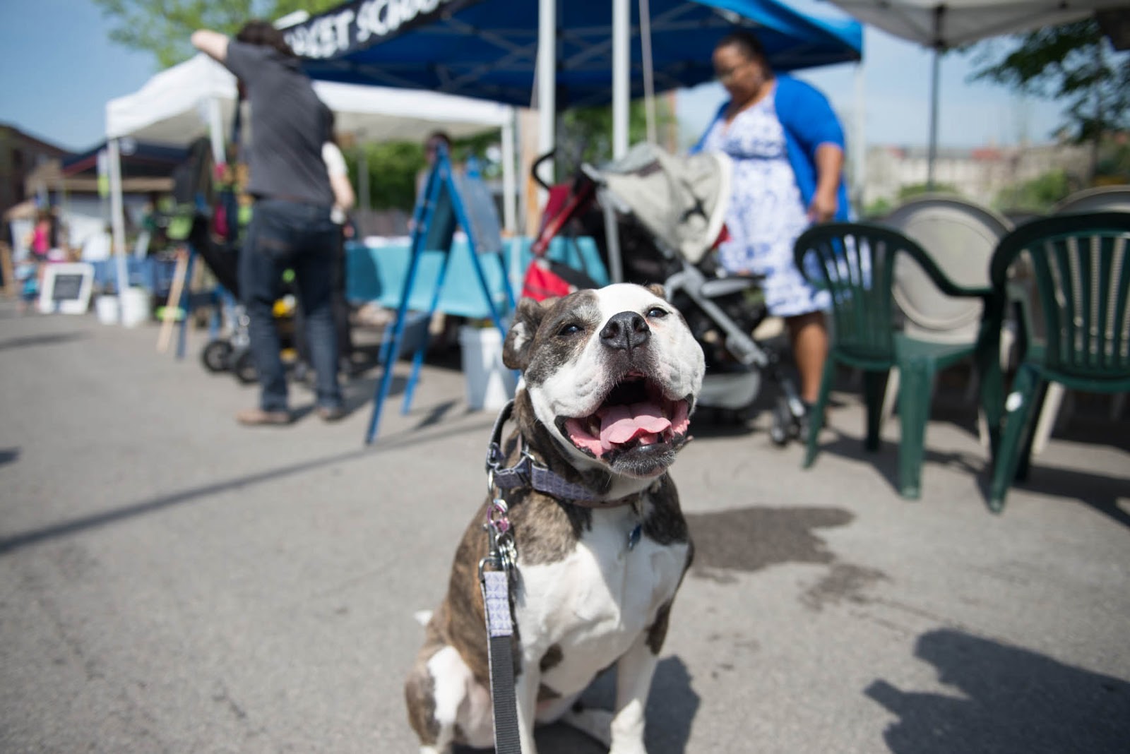 Two Pitties in the City Things to Do in Chicago with Dogs Hyde Park