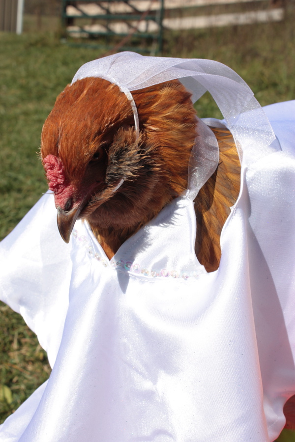 BaGawks Chickens in tiny costumes wedding chicken