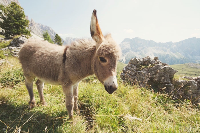 Winter Wonderland Dolomiten Our Stay At The Bad Moos Melina Alt