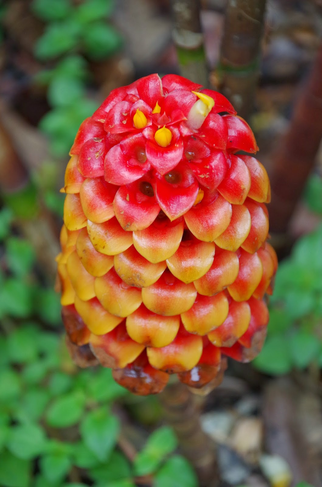 Trees and Plants Pineapple Ginger (Tapeinochilos Ananassae)