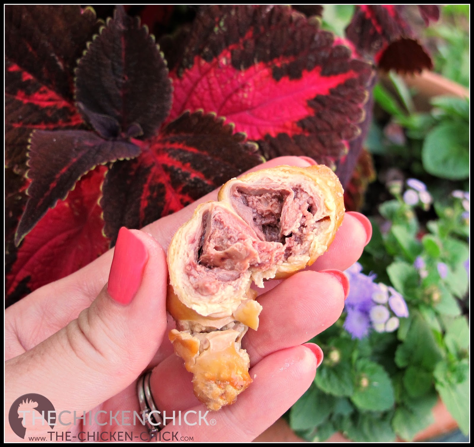 Salpingitis & Lash Eggs in Backyard Chickens The Pus Coagulegg The Chicken Chick®