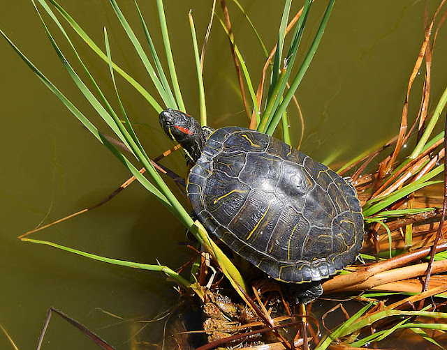 Red-eared slider (Trachymes scripta elegans) basking in the sun