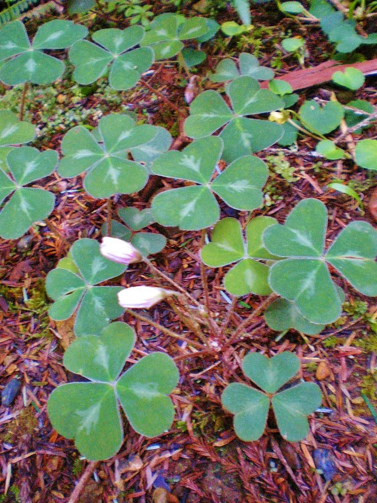 Flores Y Paisajes De Asturias Tuberaria Guttata