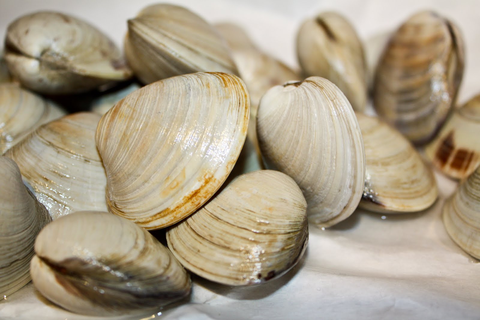 Mission Delish THE BEACH AT HOME Steamed Clams with Pancetta and Leeks