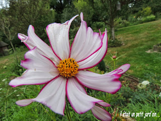 fleurs annuelles