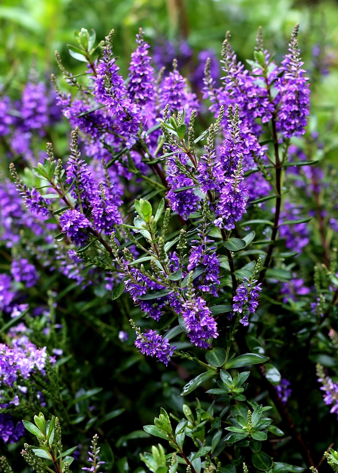 Gardener S Word Hebe Purple Pixie Syn Hebe Mohawk