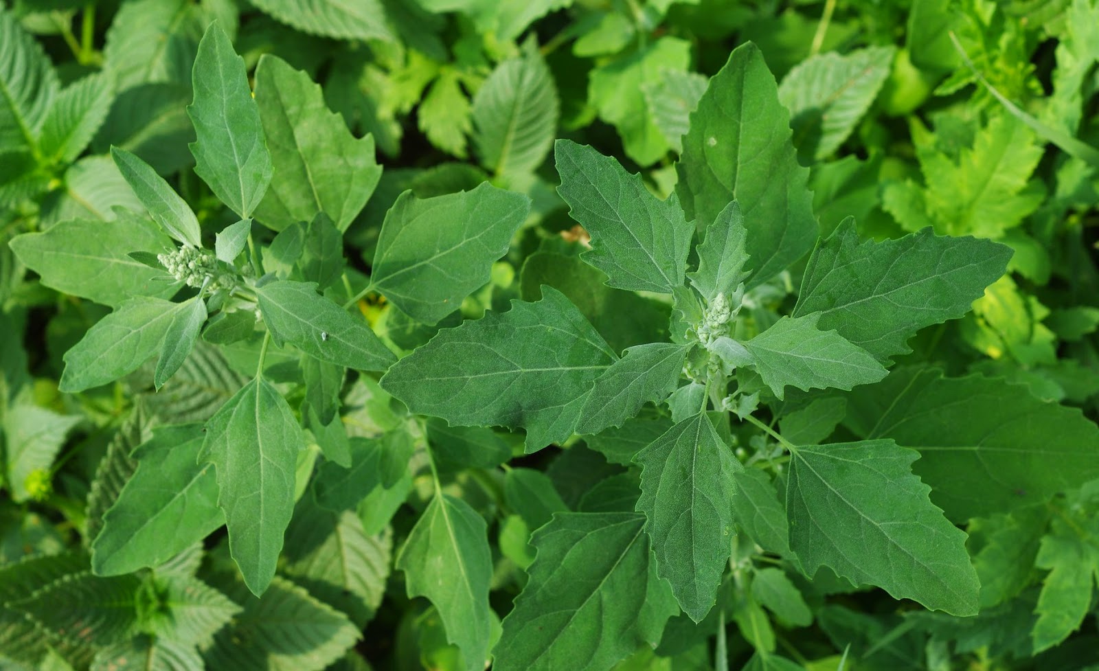 Chenopodium album - சக்கரவர்த்தி கீரை chakravarthi keerai