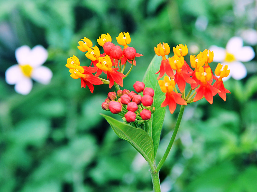 Flores silvestres muy cerca de mi jardín Flores silvestres muy cerca de mi jardín